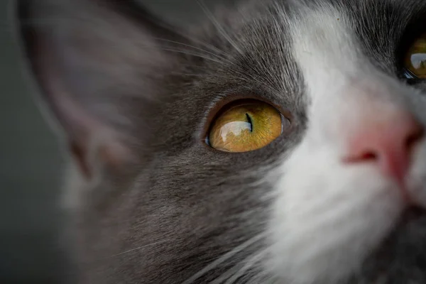 Primer Plano Gato — Foto de Stock