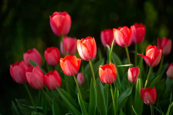 Krásné Tulipány Květiny Zahradě — Stock fotografie