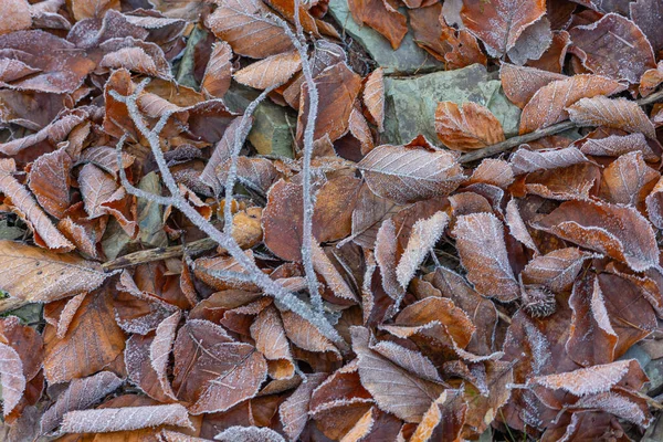 Ένα Κλαδί Και Ένα Φθινοπωρινό Φύλλωμα Στο Έδαφος Παγωνιά — Φωτογραφία Αρχείου