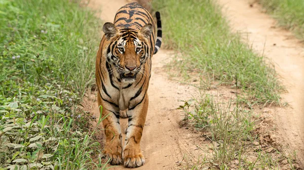 Tygr Přirozeném Prostředí — Stock fotografie
