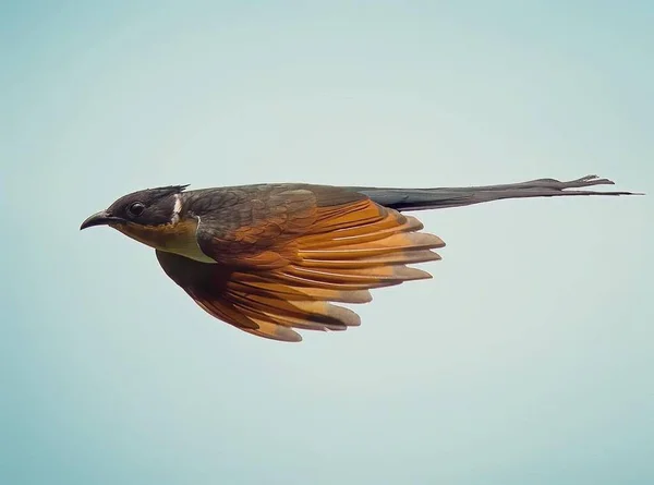 Uccello Ramo Nella Foresta — Foto Stock