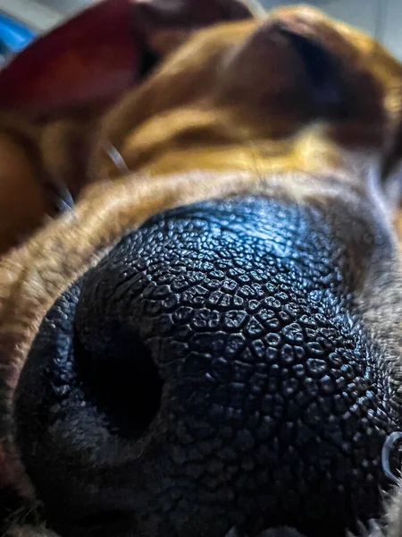 Köpeğe Yaklaş — Stok fotoğraf