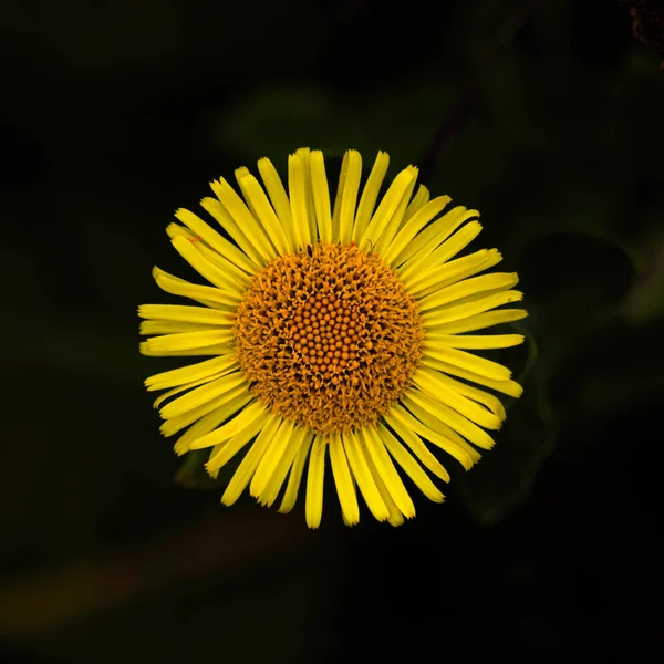 Gelbe Sonnenblume Auf Schwarzem Hintergrund — Stockfoto