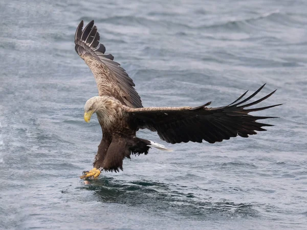 Ein Weißkopfseeadler Fliegt Den Himmel — Stockfoto