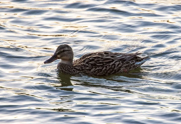 Ente Wasser — Stockfoto