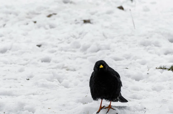 Μαύρο Κοράκι Στο Χιόνι — Φωτογραφία Αρχείου