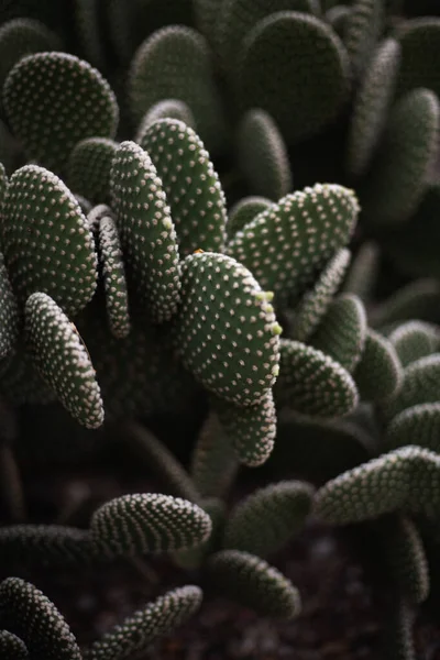 Planta Cacto Jardim — Fotografia de Stock