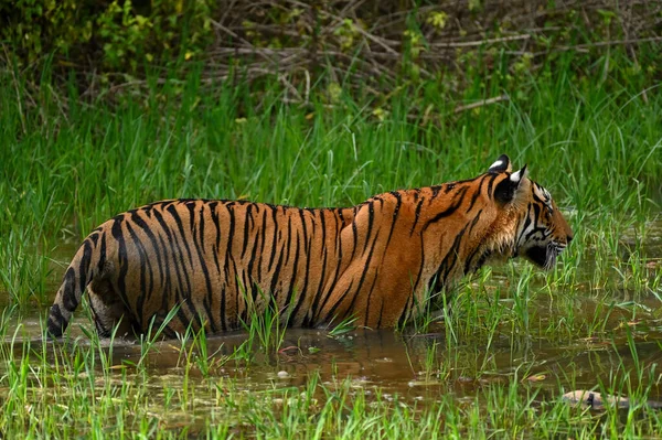 Tigre Hábitat Natural —  Fotos de Stock