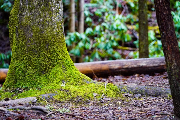 Musgo Verde Floresta Fundo Natural — Fotografia de Stock