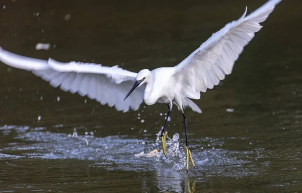 Oiseau Blanc Dans Eau — Photo