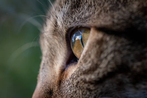 Bir Kediye Yaklaş — Stok fotoğraf