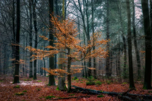 Floresta Outono Com Árvores Folhas — Fotografia de Stock