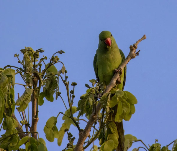 가지에 앵무새 — 스톡 사진