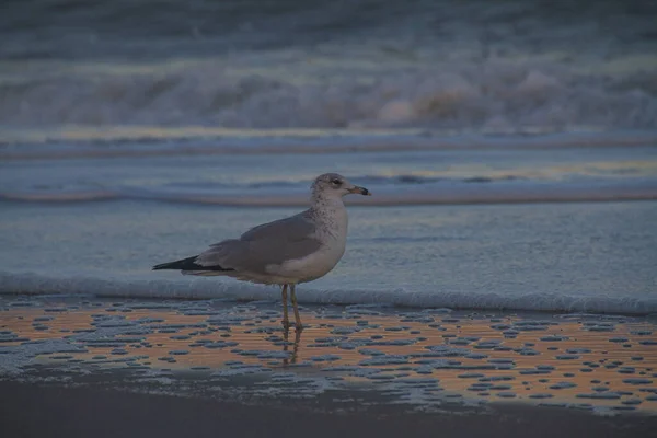 Mouette Sur Plage — Photo