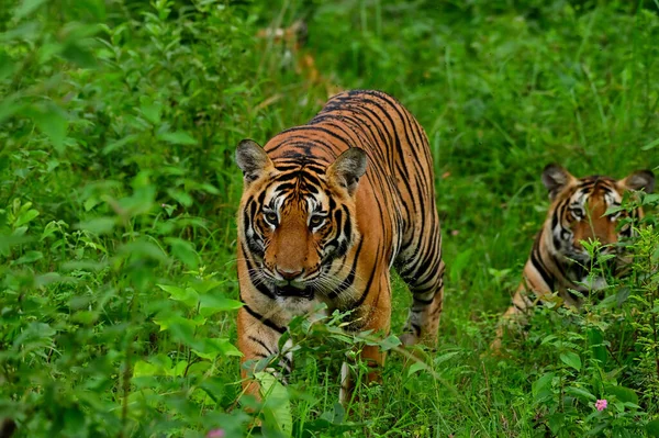 Тигр Природному Середовищі Існування — стокове фото