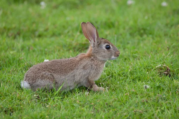 Кролик Траві — стокове фото