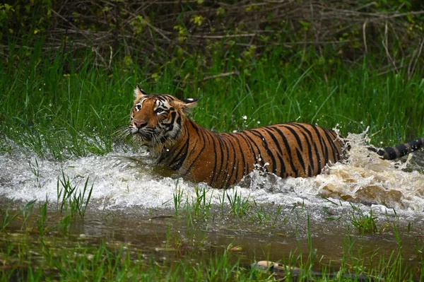 Tiger Natural Habitat — Stock Photo, Image