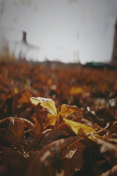 Őszi Levelek Erdőben — Stock Fotó