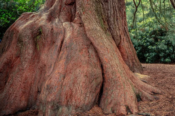 Big Tree Trunk Sheffield Garden — Fotografia de Stock