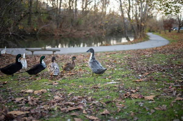 Troupeau Canards Sol — Photo