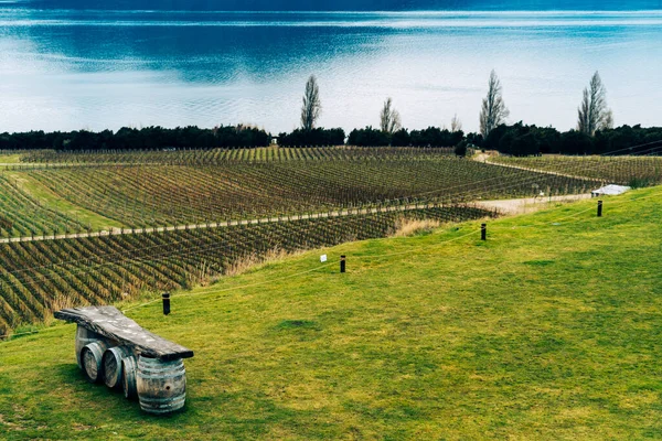 Prachtig Uitzicht Wijngaard — Stockfoto
