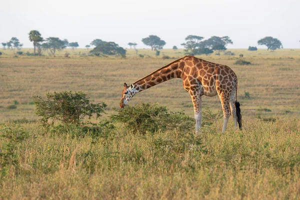 Jirafa Sabana Kenya —  Fotos de Stock