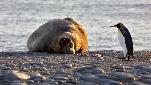 Een Close Shot Van Een Schattige Zeehond Een Strand — Stockfoto