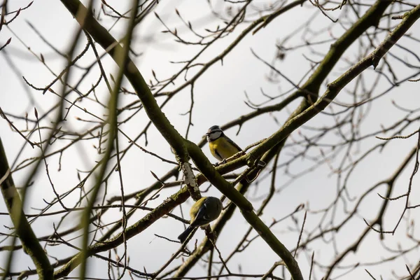 Nid Oiseaux Sur Une Branche Arbre — Photo