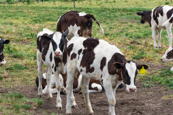 Vacas Pasto — Fotografia de Stock