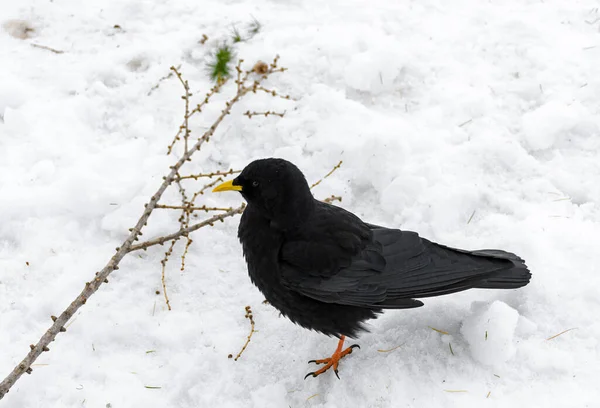 Ptak Śniegu — Zdjęcie stockowe