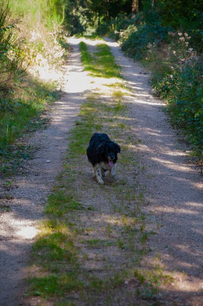 Pies Lesie — Zdjęcie stockowe