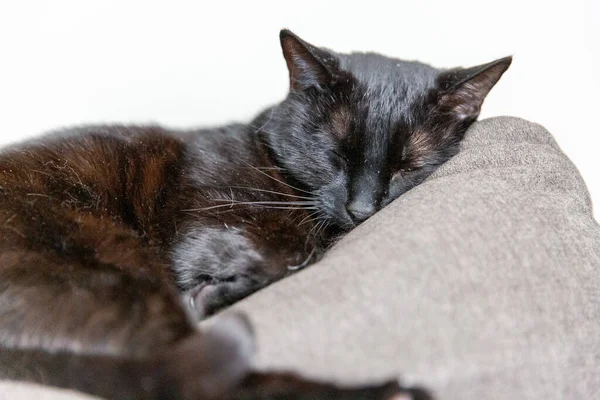 Cat Dormindo Perto — Fotografia de Stock