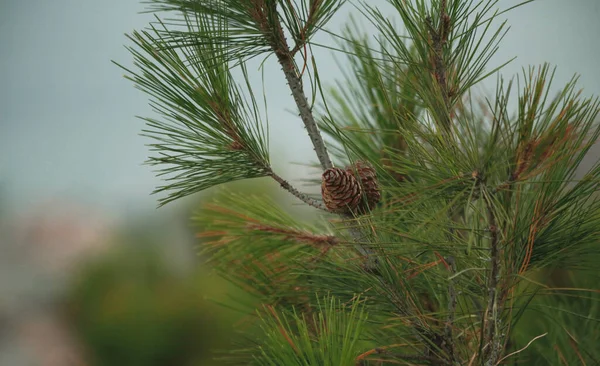 Cone Pinheiro Ramo Uma Árvore — Fotografia de Stock