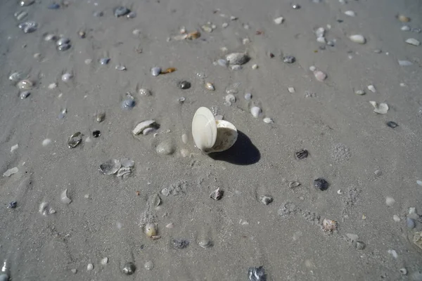 浜辺の貝殻 — ストック写真