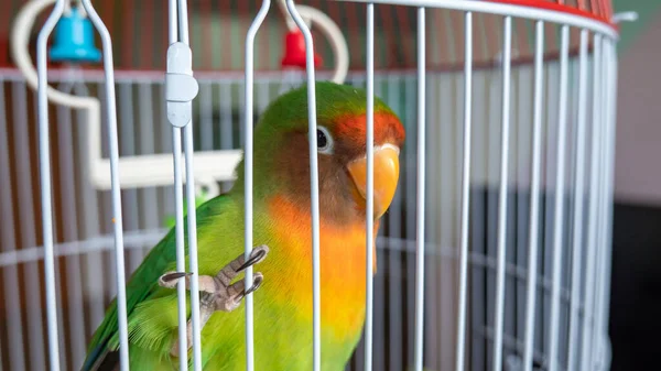 Papagaio Uma Jaula Zoológico — Fotografia de Stock