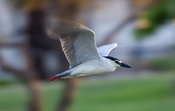 Martı Sahilde Uçuyor — Stok fotoğraf