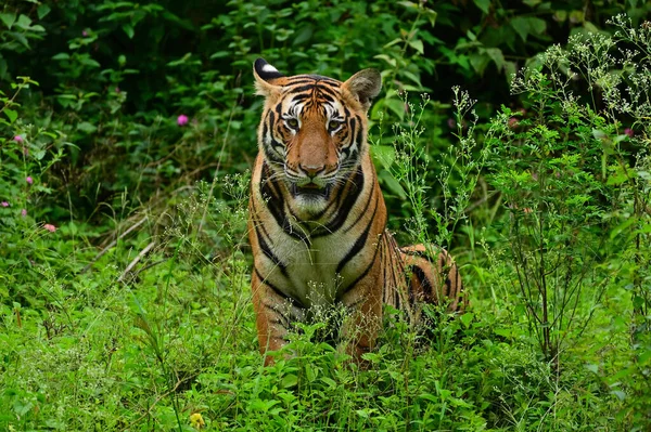 Tiger Naturlig Livsmiljö — Stockfoto