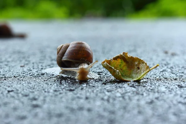 Slak Grond — Stockfoto