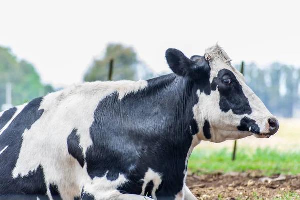 Black White Cow Pasture Royalty Free Stock Images