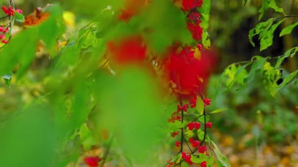 背景がぼやけているブッシュの赤と緑の葉は — ストック動画