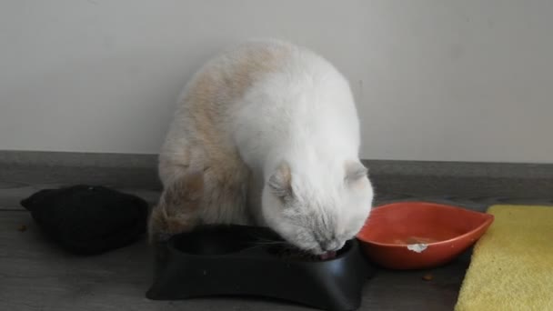Weiße Katze Mit Einer Tasse Tee — Stockvideo