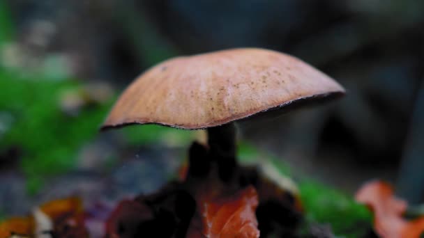 Ciuperci Pădure — Videoclip de stoc