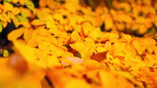 Een Landschap Van Een Herfst Woud Met Gele Loof — Stockvideo