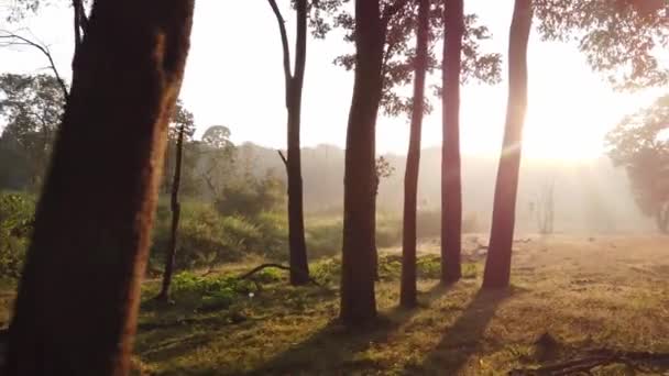 Paisaje Forestal Con Árboles — Vídeos de Stock