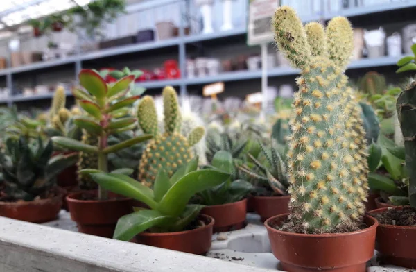 Gyönyörű Botanikai Lövés Természetes Tapéta — Stock Fotó