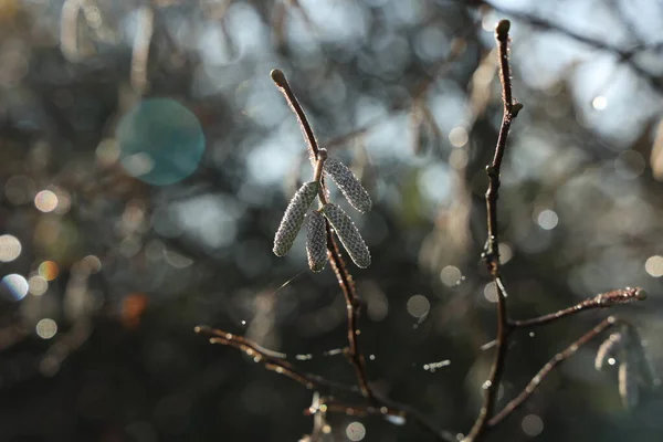 天气晴朗时带有耳环的树枝 — 图库照片