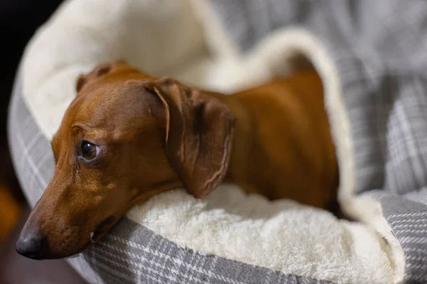 Собака Лежащая Одеяле — стоковое фото