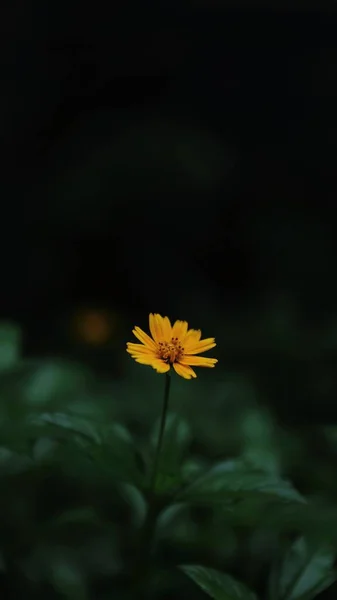 Mooie Gele Bloem Tuin — Stockfoto