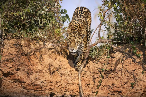 Леопард Национальном Парке Крюгер Южная Африка — стоковое фото