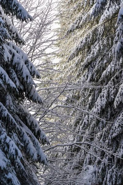 Karla Kaplı Ağaçlarla Kaplı Kış Ormanı — Stok fotoğraf